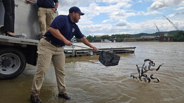 daren-reinhart-empties-a-net-of-blue-catfish-into-the-ohio-river-in-kilbuck-township.jpg