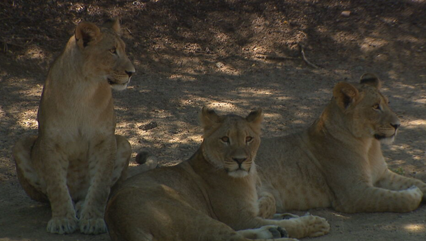 lions.png