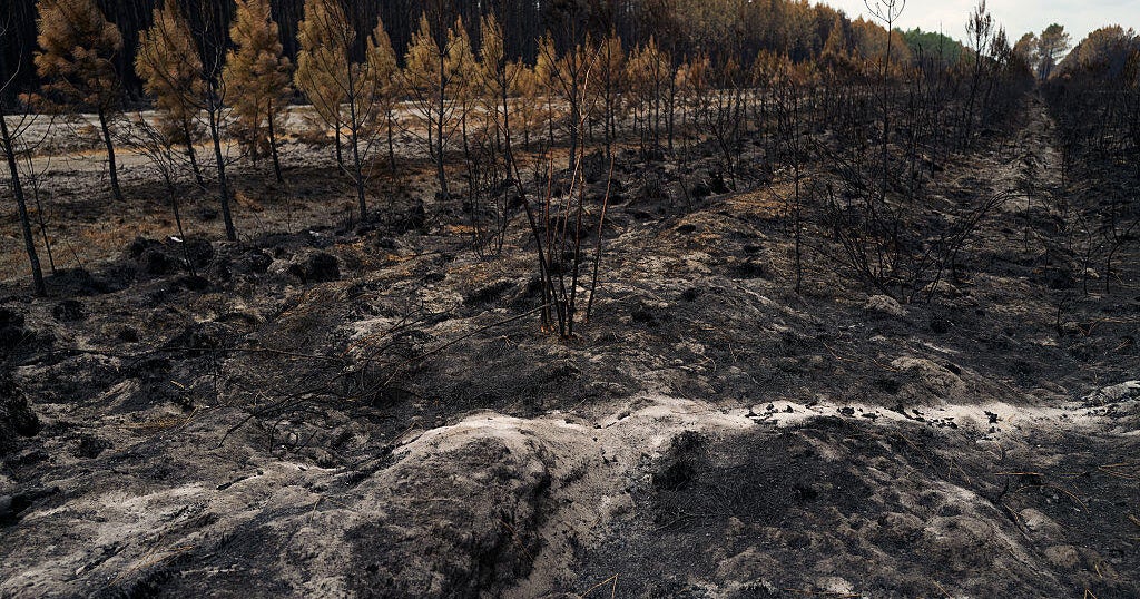 Какво могат да означават пожарите, горящи близо до лозята на Бордо, за винарската индустрия на Франция