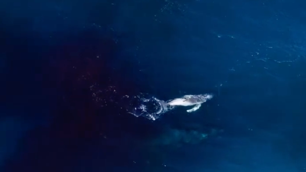 humpback-whale-nsw.png