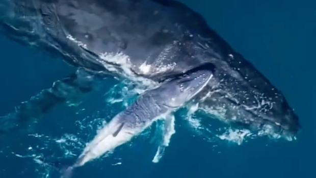 humpback-whales-nsw.png