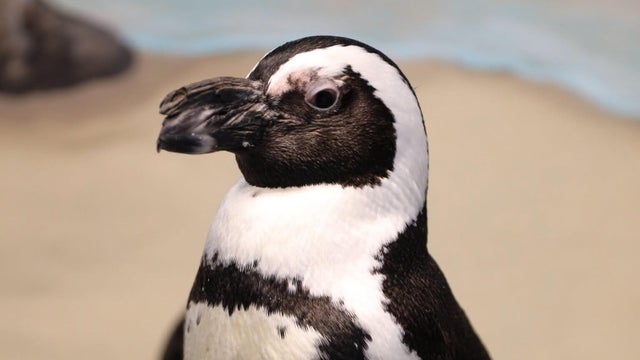 charlie-the-penguin.jpg 