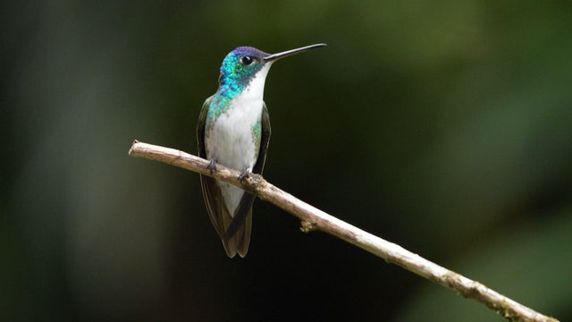 birds-of-war-video-cooper-2026.jpg 
