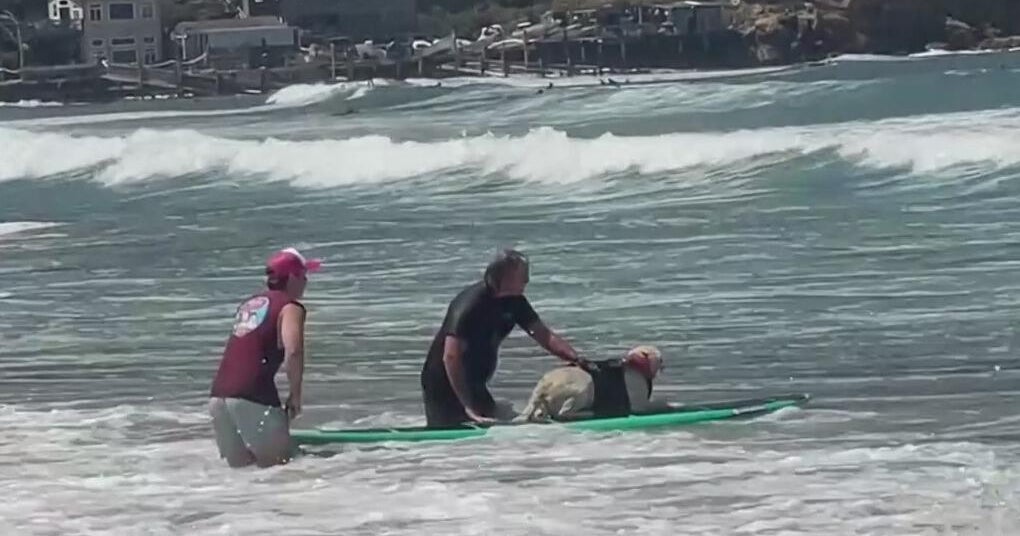 Thousands gather in Pacifica for World Dog Surfing Championships despite rough surf