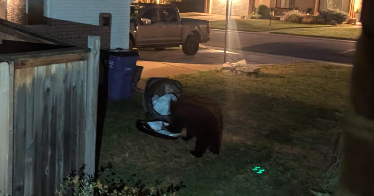 Hungry bears finding easy meals in Colorado suburbs; find out how you can help prevent future conflicts