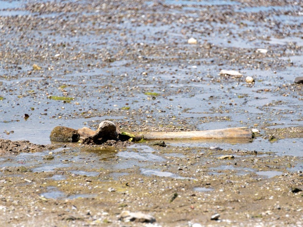 Remains of what is believed to be an ancient mammoth emerge near Ryahovo 