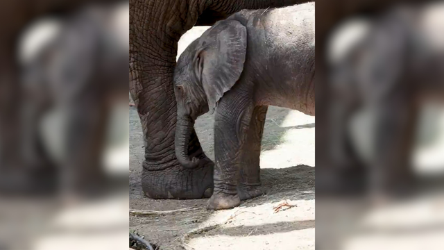 new-baby-elephant-dallas-zoo.png 