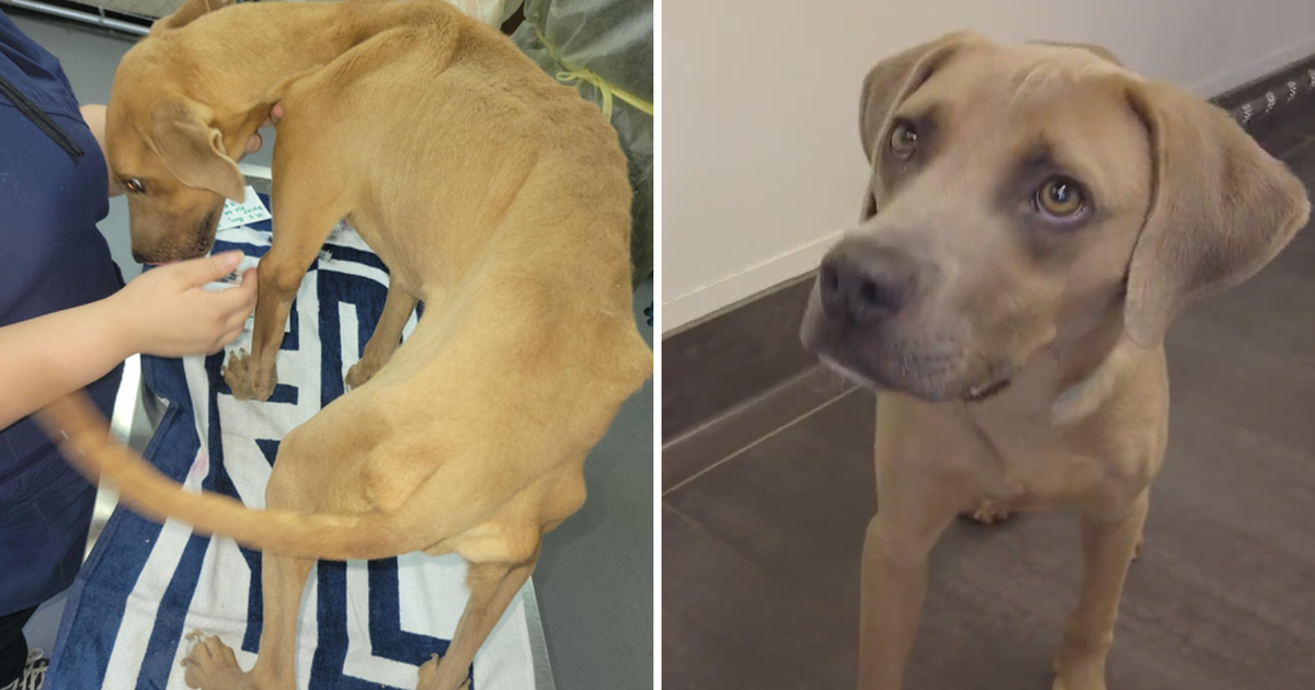 Starving dogs rescued from Hunt County ranch make remarkable recovery with SPCA