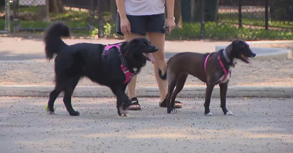 Dog owners say gravel in Hamlin Park's new dog area is hurting their pets