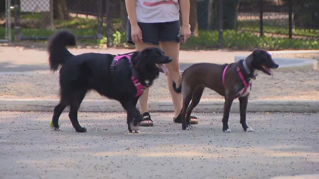 dog-park-clean.jpg 
