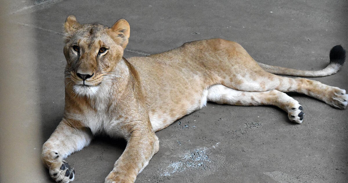 3 lions die at zoo as Japan bakes in “cruelly hot” summer