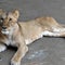 3 lions die at zoo as Japan bakes in "cruelly hot" summer