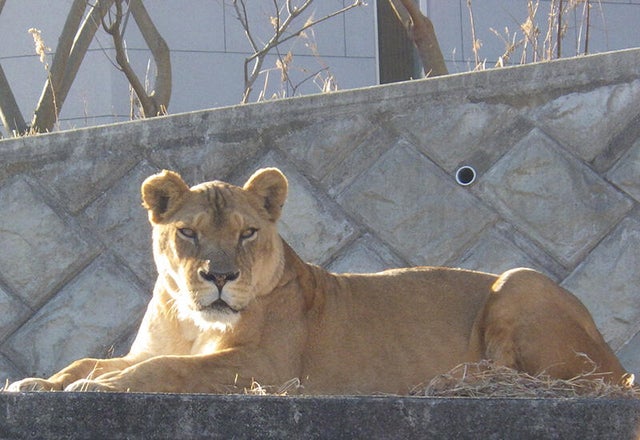 3 lions die at Tokyo zoo from suspected heatstroke as Japan bakes