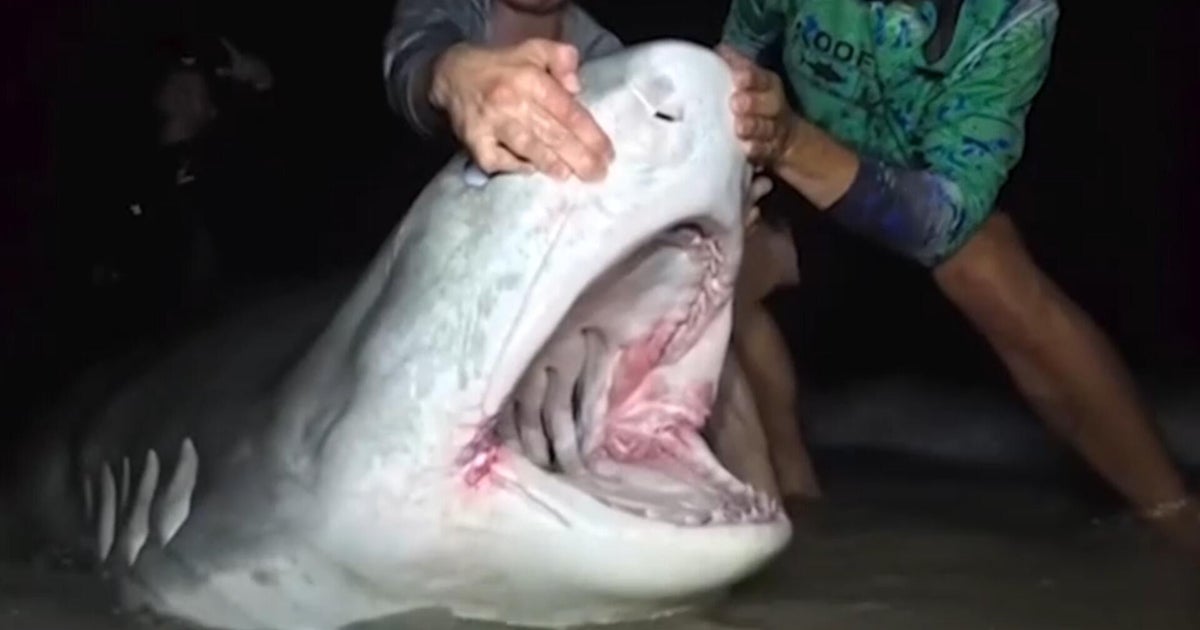 Video shows rare tiger shark catch and release in New Jersey