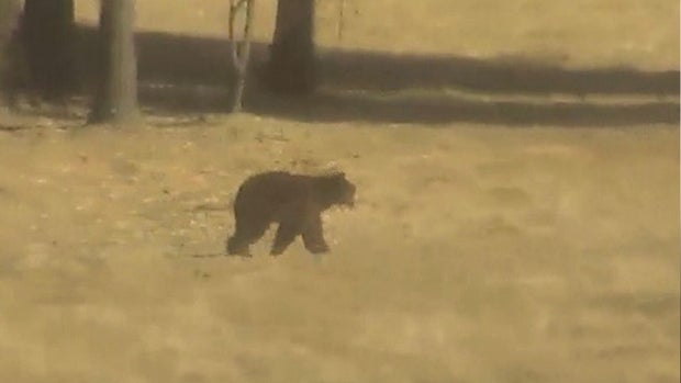 roseville-police-bear.jpg