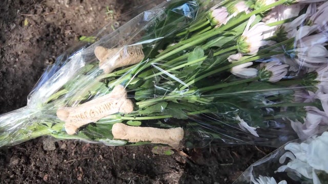 Flower bouquet with dog biscuits 