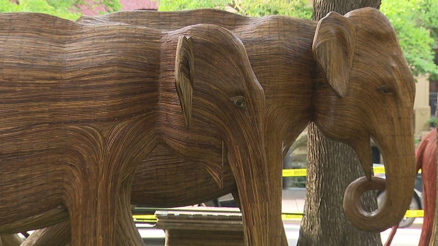 Elephant migration boston 