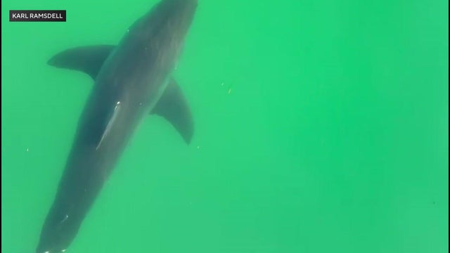 bump-b1-maine-sharks-vo-bos00q93-hi-res-still.jpg 