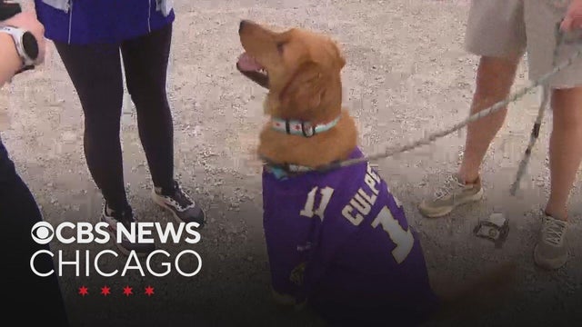 air-bud-screening-yt.jpg 
