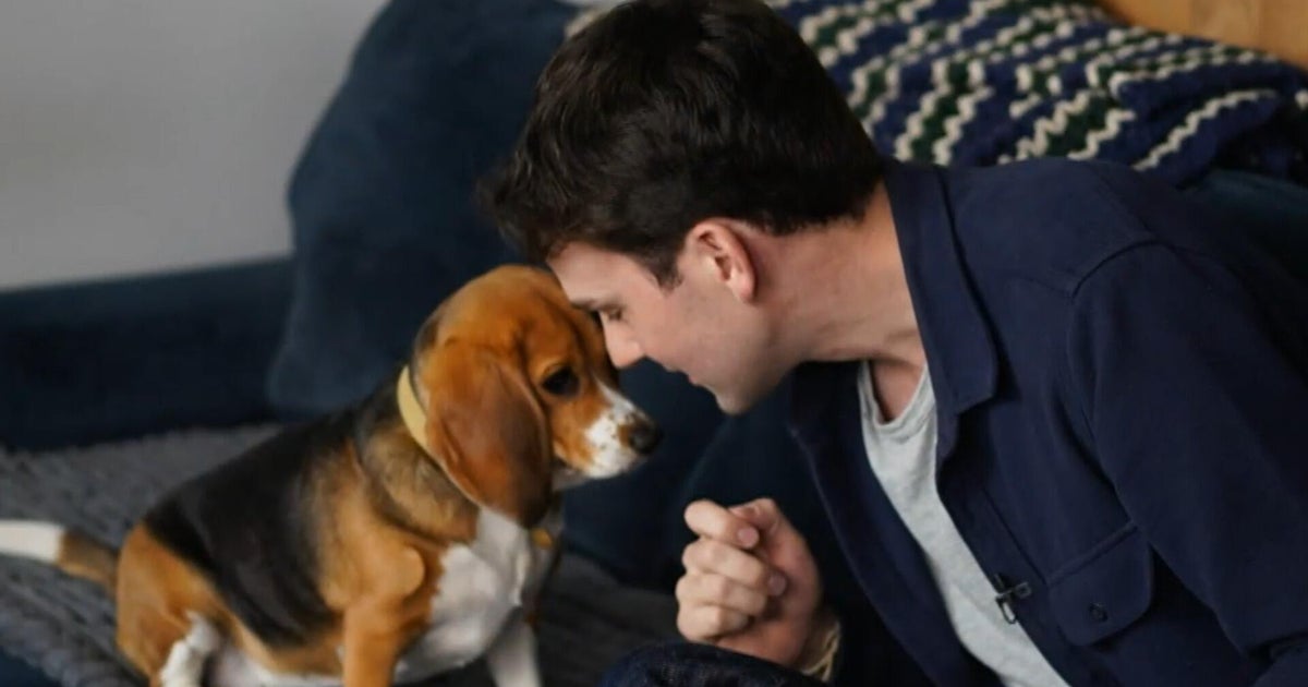 Genetically altered beagles offer hope for dog lovers with allergies