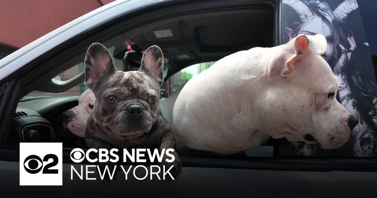 Some Bronx residents reunited with pets after deadly apartment building fire
