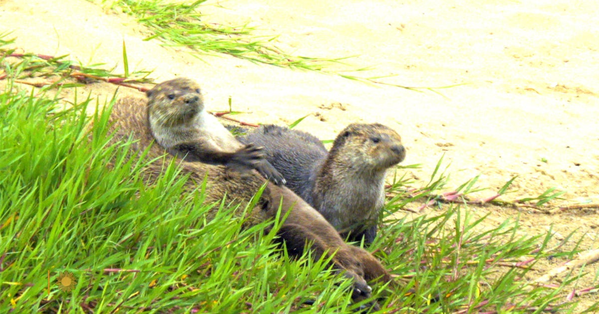 Nature: Otters in California