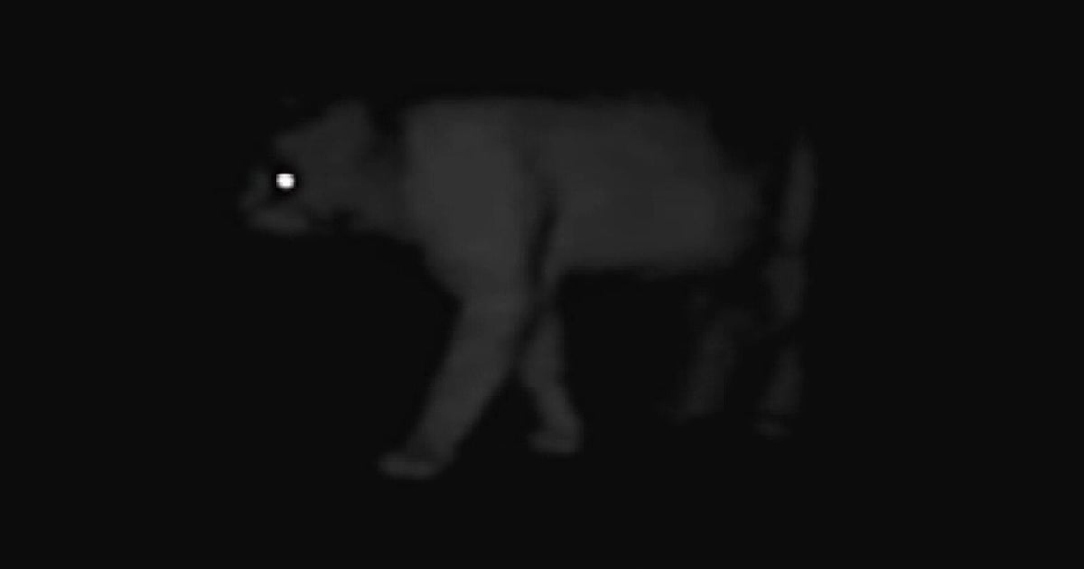 Cougar spotted roaming in community west of the Twin Cities