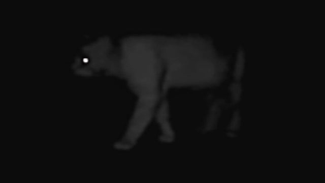 cougar.jpg 