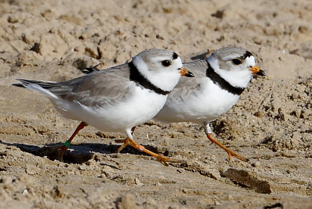 piping-plover-birds-1.jpg