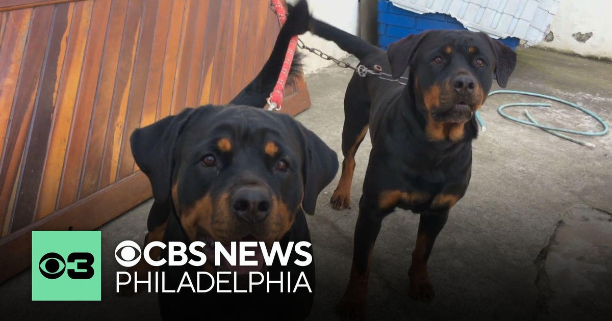 Do dogs have a sixth sense? Here's what experts say