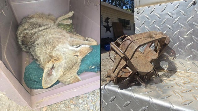 solano-coyote-illegal-trap-081026.jpg 