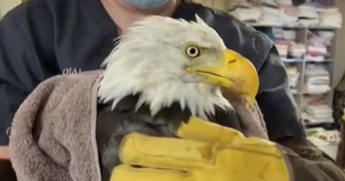 Jackie, a beloved bald eagle from Big Bear, dies after attack by 2 other eagles