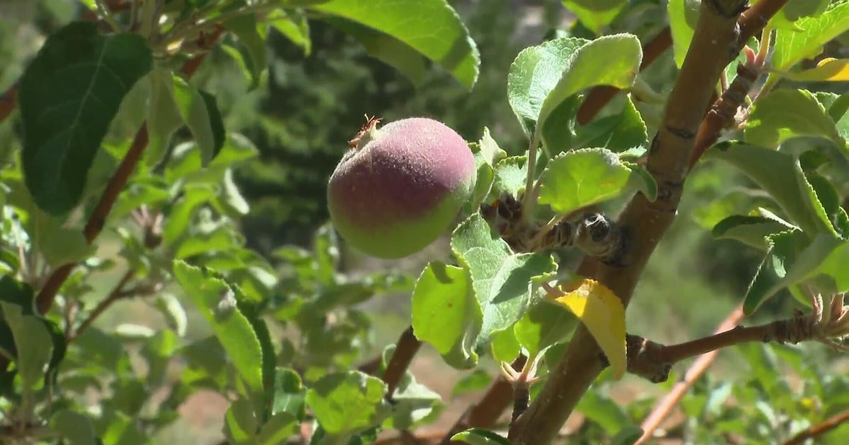 Montezuma County orchard serves up century-old varieties of apples