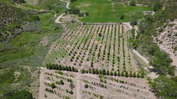 gold-medal-orchard-1.png