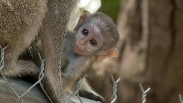 cbsmiami-florida-monkey-population-1.jpg