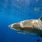 Beach town mayor worries social media trend could lead to shark attack