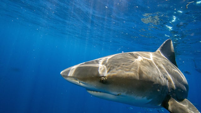 Diving with sharks in Florida 