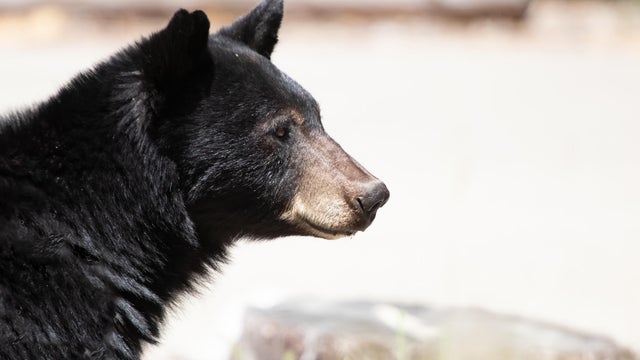 Black Bear In Kings Canyon 