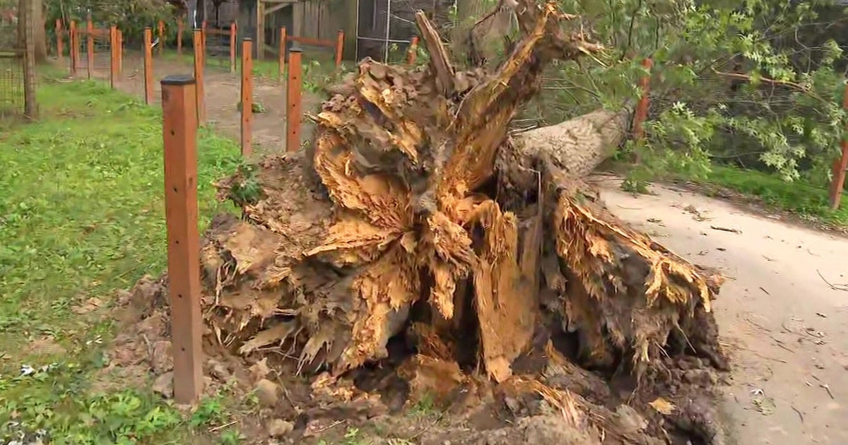 Beloved Massachusetts zoo closed after powerful storm damages animal enclosures: 