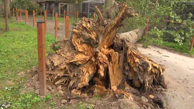 Springfield zoo damage 