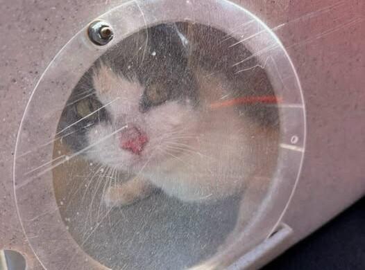cat-771751493-1778189660017620-4971674167384843892-n.jpg 