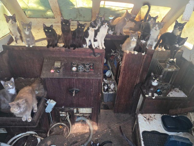 60 cats rescued from abandoned sailboat anchored off beach in Washington state 2 tacoma-cats.jpg