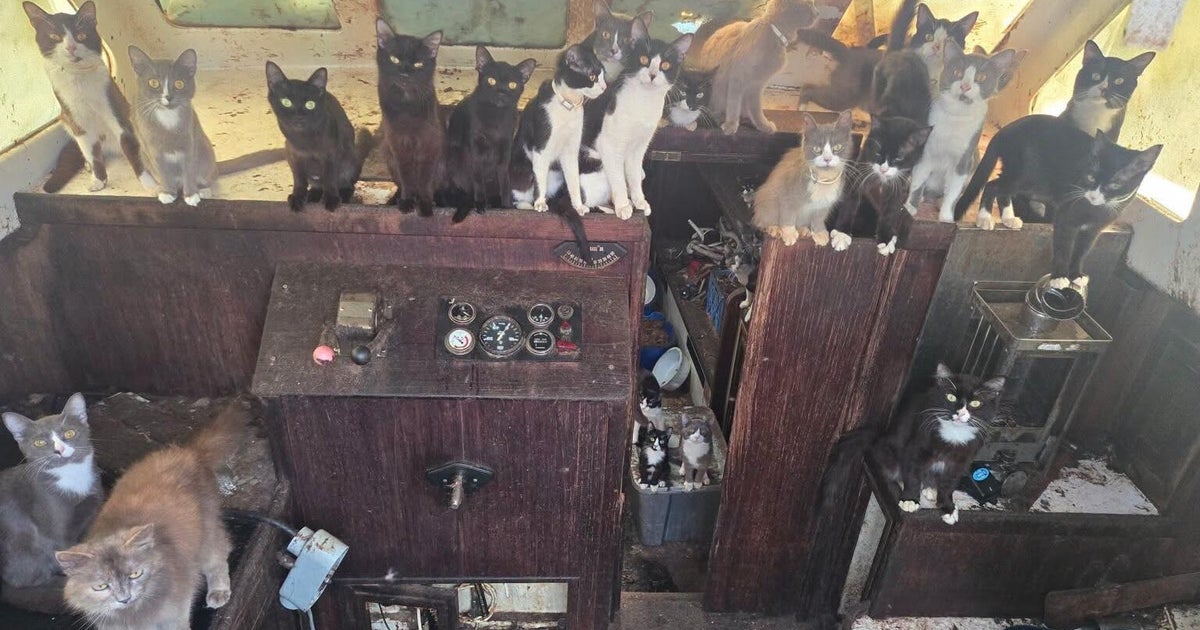 60 котки бяха спасени от изоставена платноходка, закотвена край плаж в щата Вашингтон