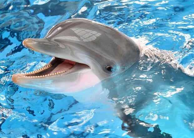brookfield-zoo-chicago-bottlenose-dolphin-allison-adopt.jpg