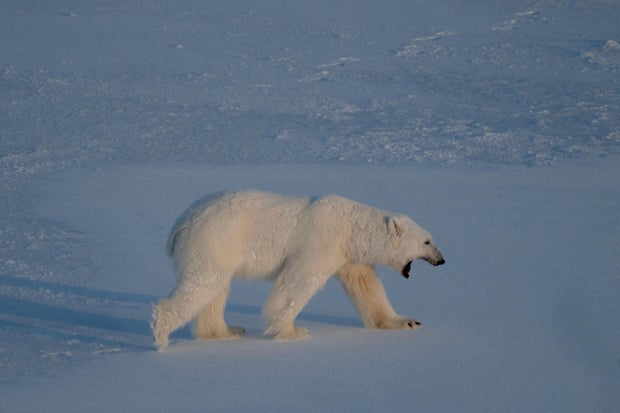 NORWAY-ENVIRONMENT-CLIMATE-RESEARCH-ANIMAL