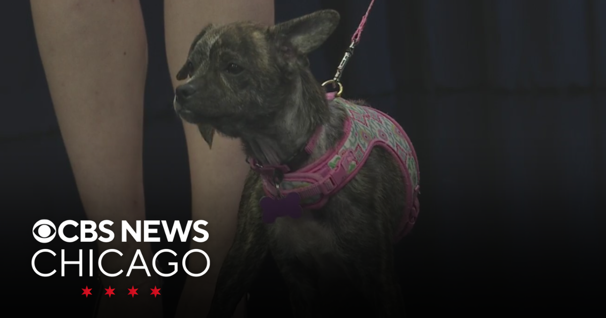 Pets of the Week: Brandi and Rhubarb