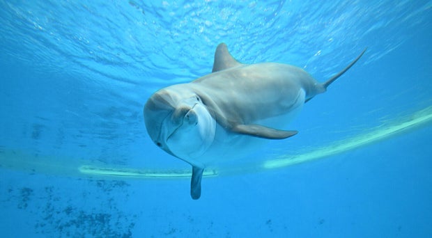 brookfield-zoo-chicago-bottlenose-dolphin-allie-hero.jpg