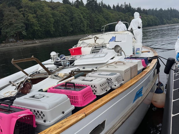 tacoma-cats-rescue.jpg 
