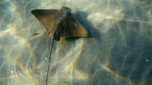 Stingray Underwater In Pacific Ocean 