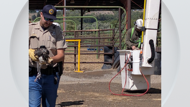 hotchkiss-osprey-rescue.png 